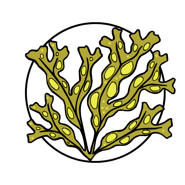 Alma Sonas logo